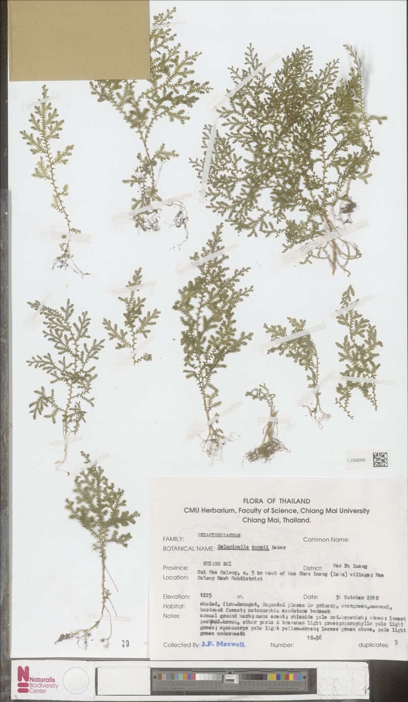 Selaginella kurzii photo 2