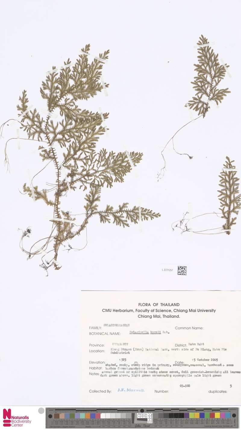 Selaginella kurzii photo 3