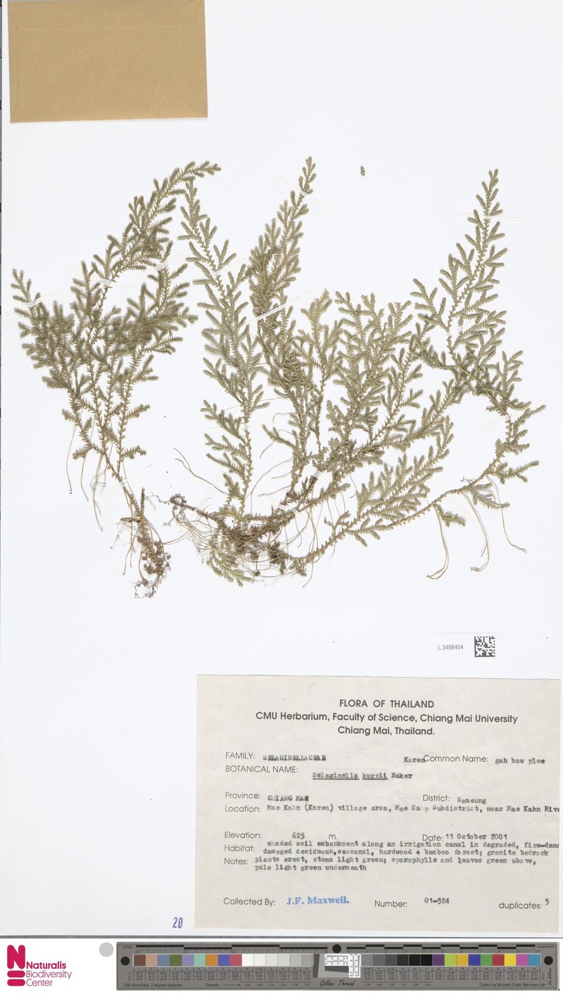 Selaginella kurzii photo 4