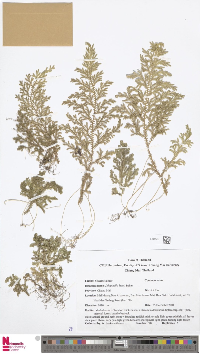 Selaginella kurzii photo 5