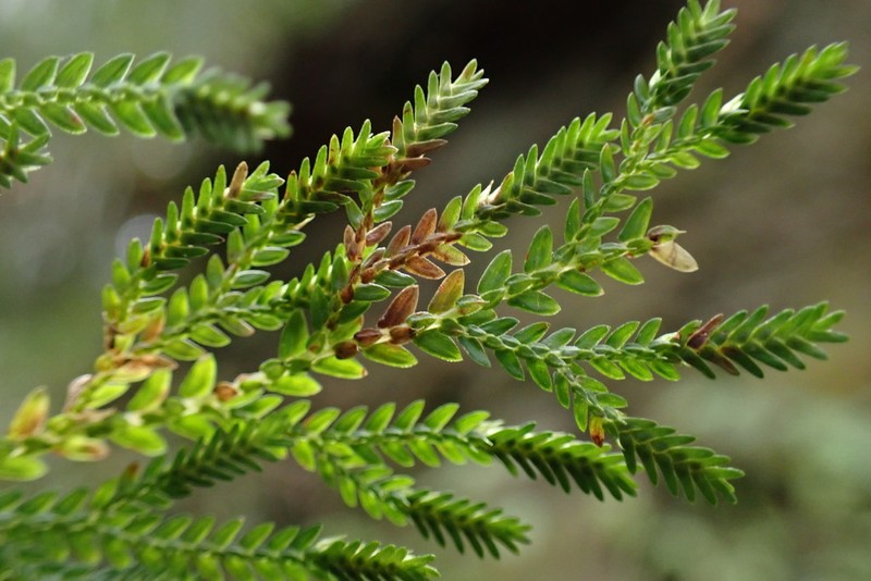 Selaginella labordei