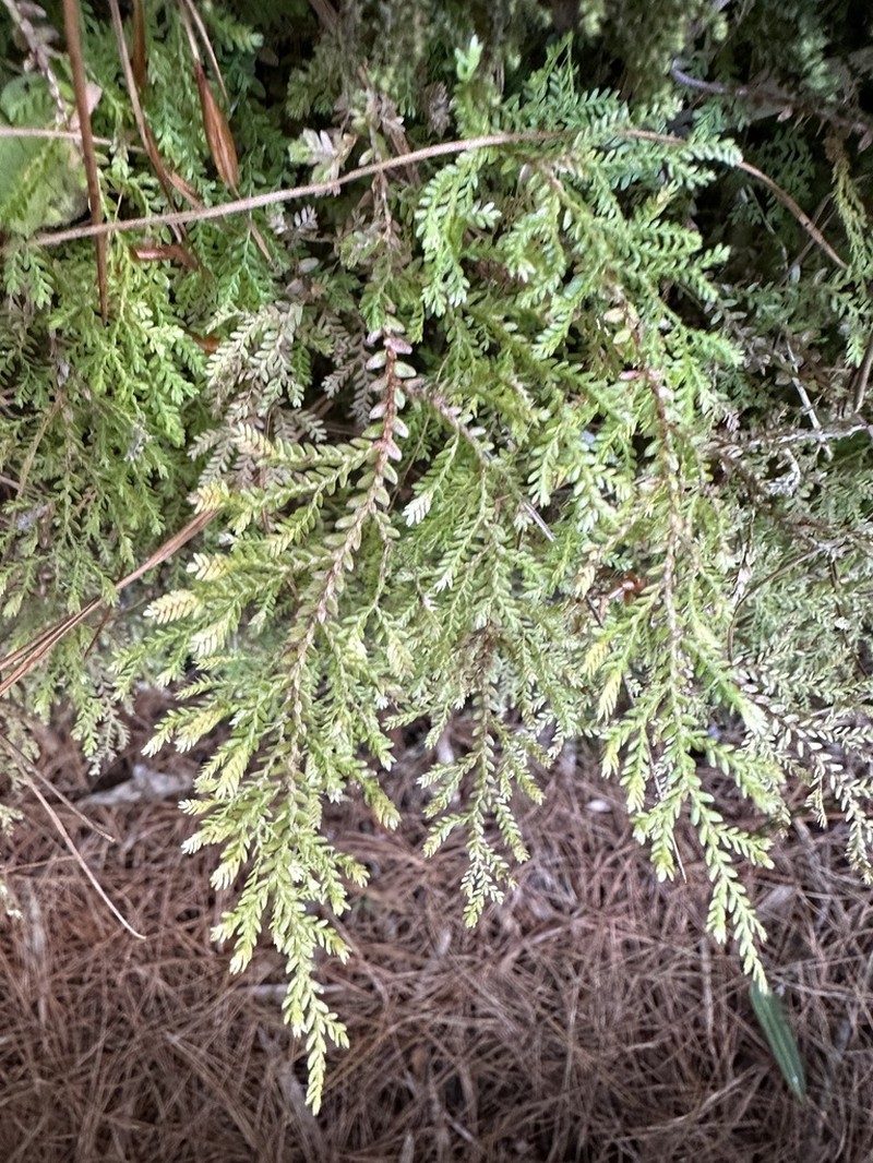 Selaginella labordei photo 2