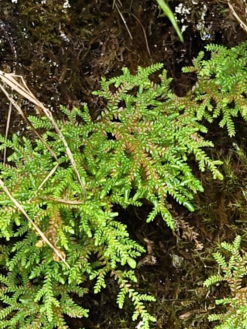 Selaginella labordei photo 3