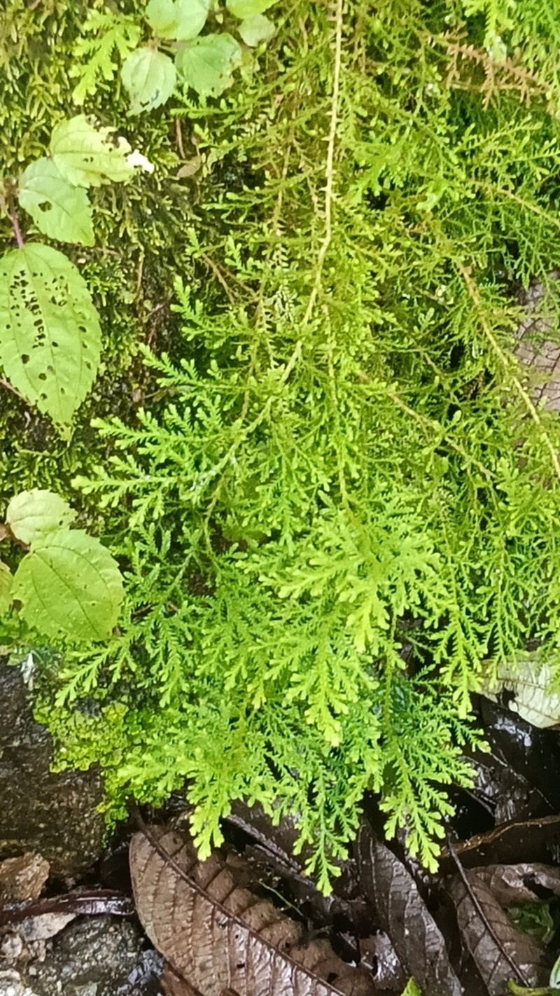 Selaginella labordei photo 4