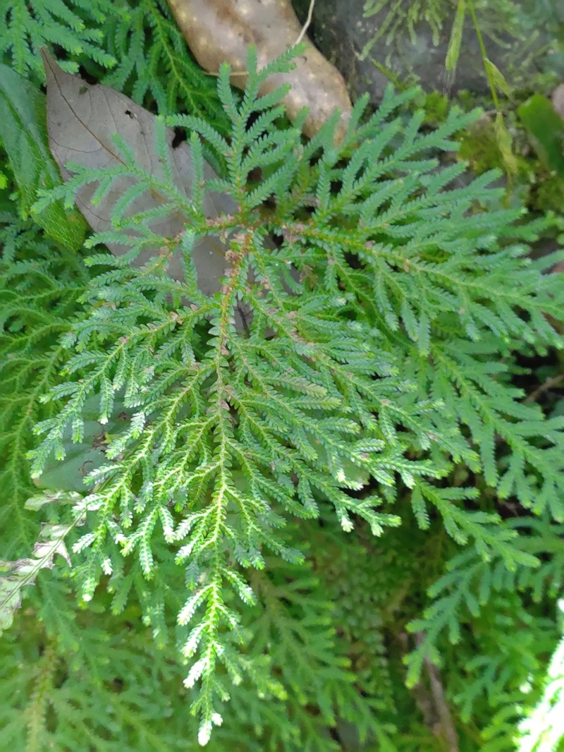 Selaginella labordei photo 5