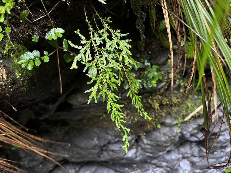 Selaginella labordei photo 6