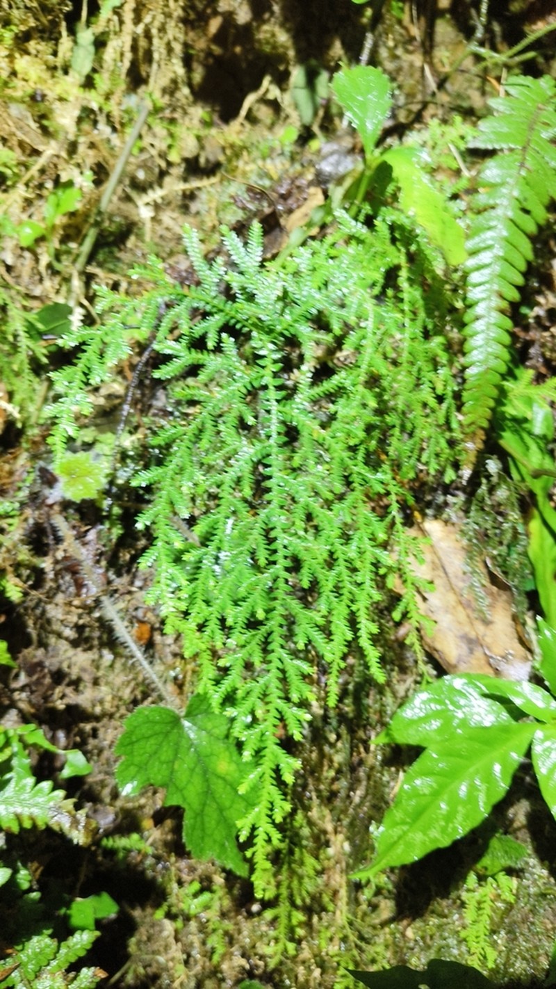 Selaginella labordei photo 7