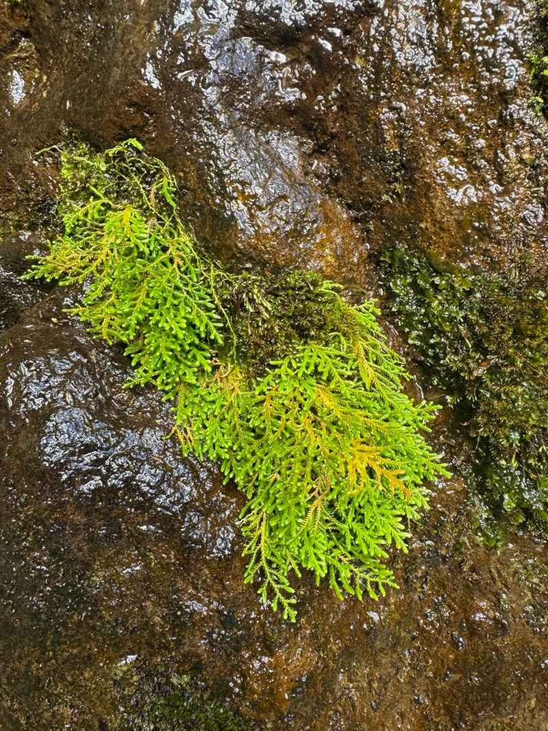 Selaginella labordei photo 8
