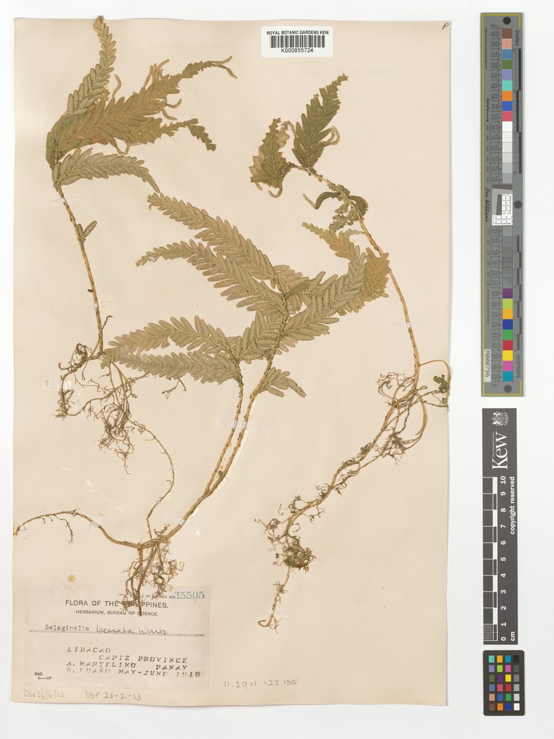 Selaginella lacerata
