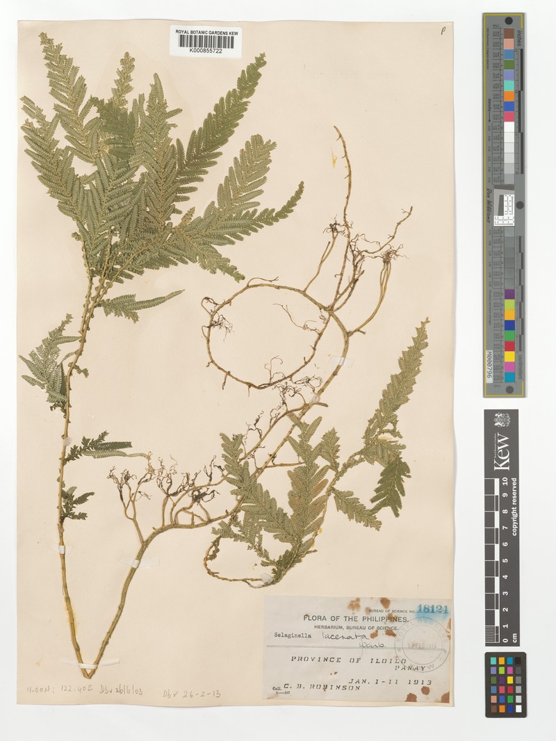 Selaginella lacerata photo 2