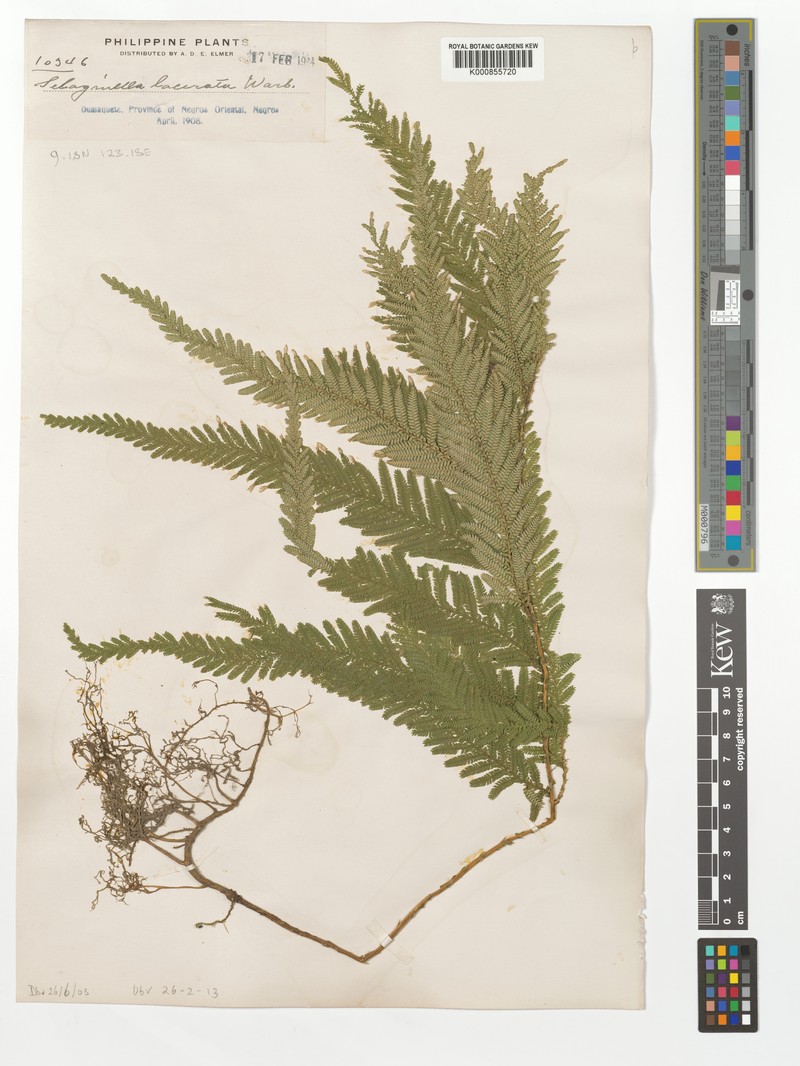 Selaginella lacerata photo 3