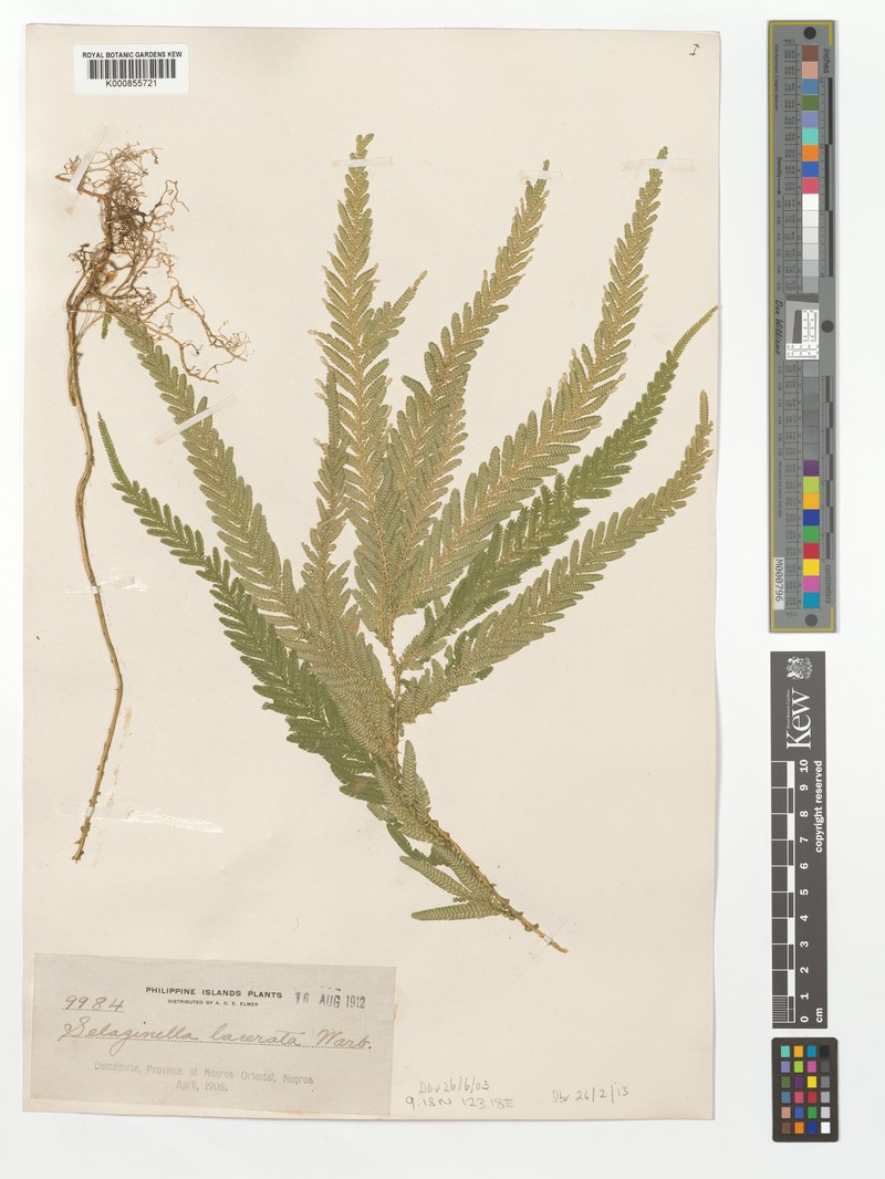 Selaginella lacerata photo 4