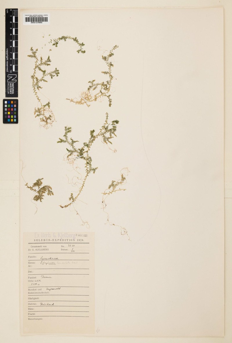 Selaginella lanceolata
