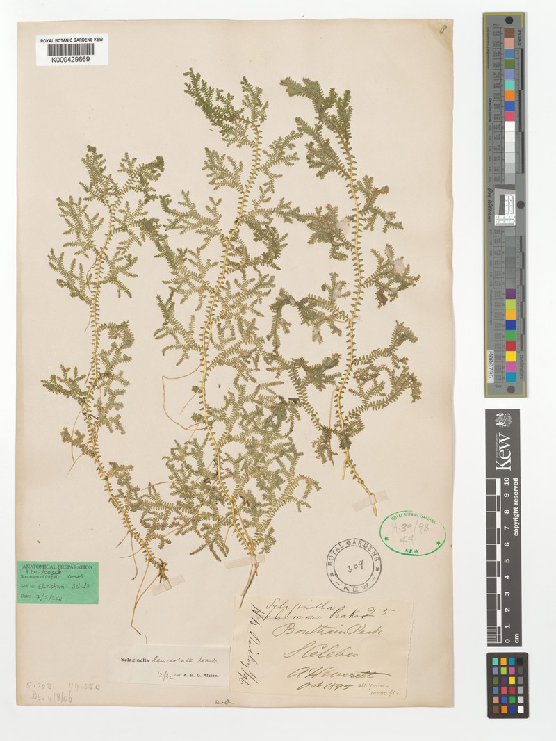 Selaginella lanceolata photo 2