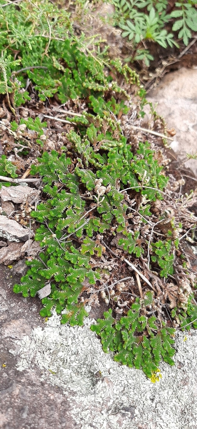 Selaginella landii