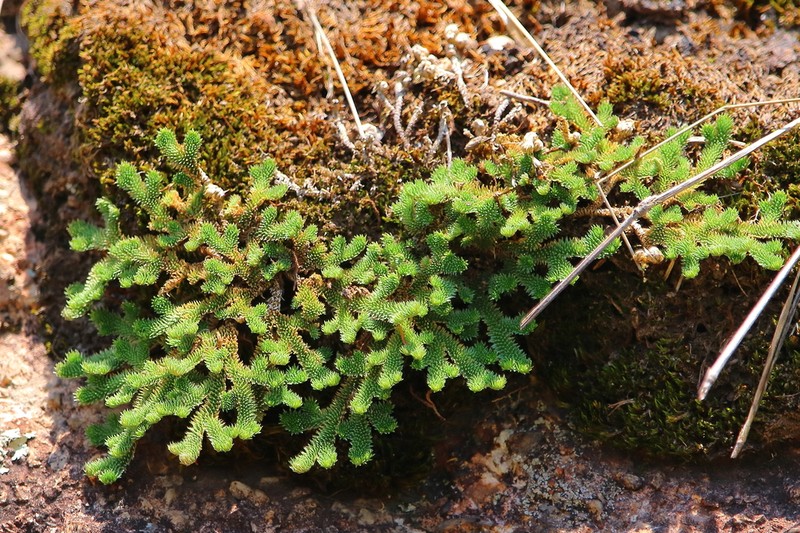 Selaginella landii photo 2