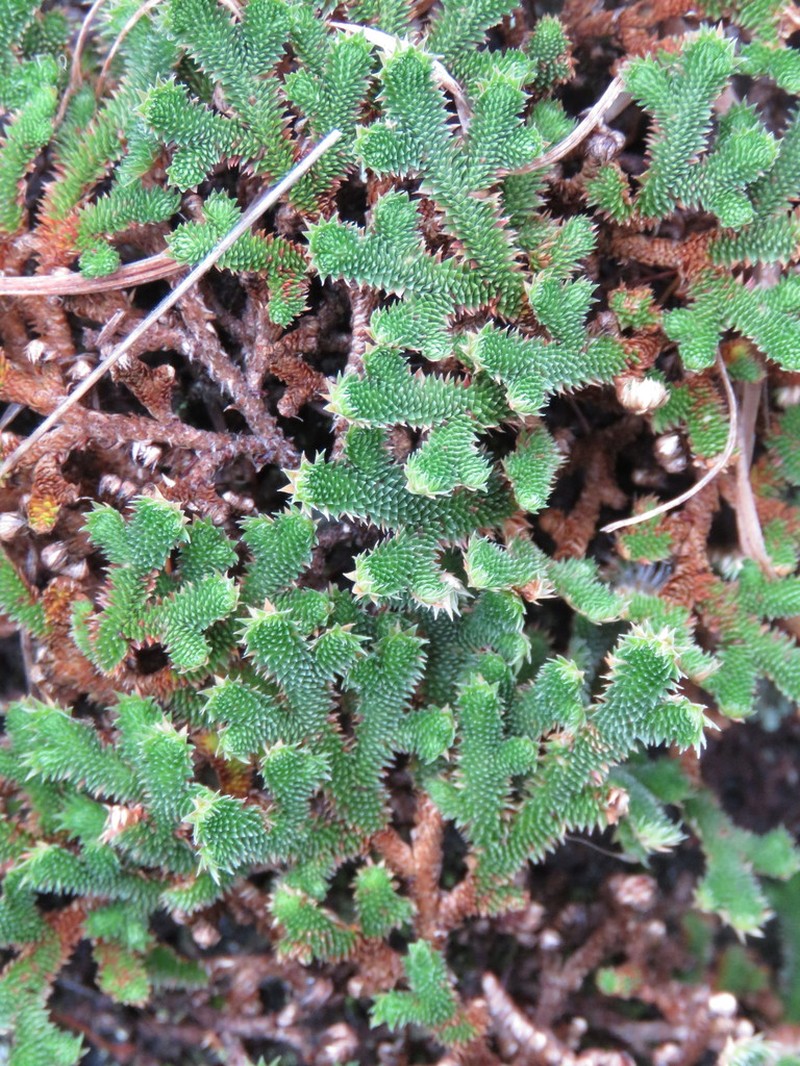 Selaginella landii photo 3