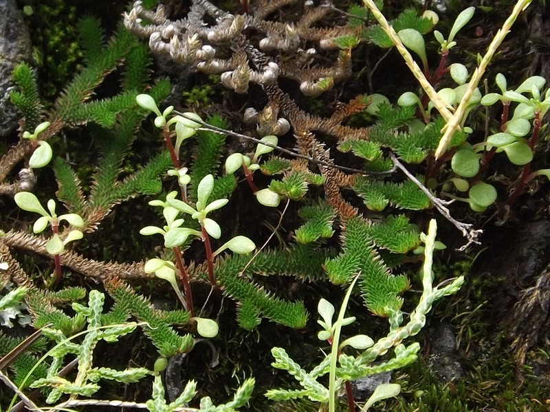 Selaginella landii photo 4