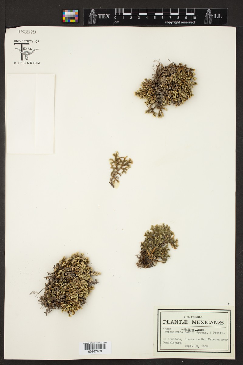 Selaginella landii photo 8