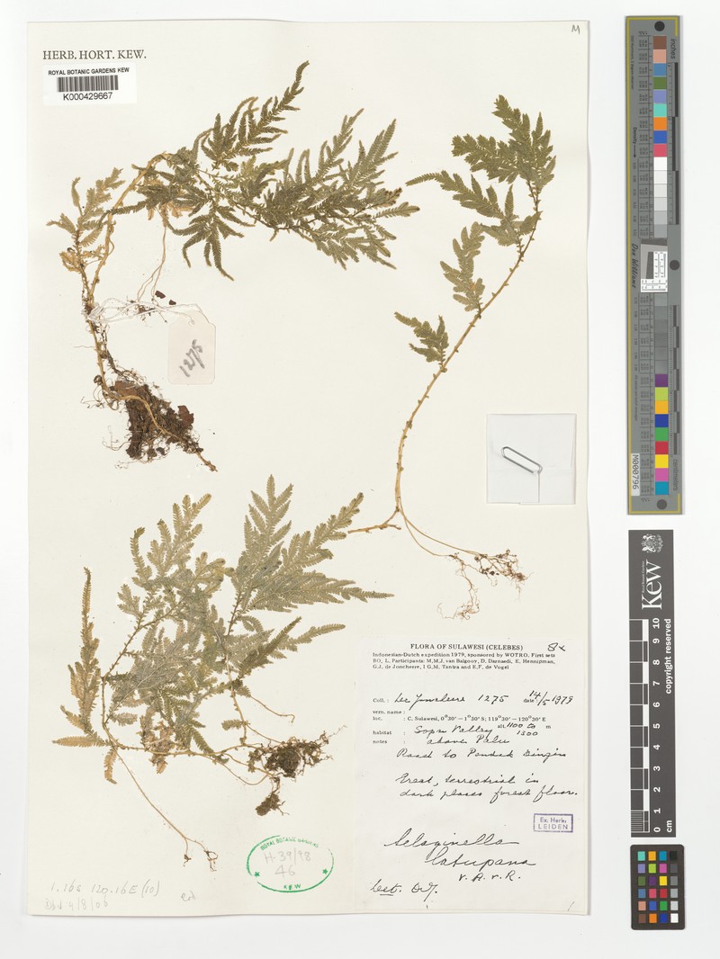 Selaginella latupana