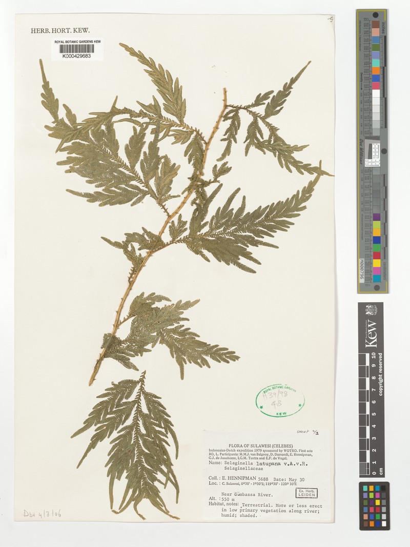 Selaginella latupana photo 2