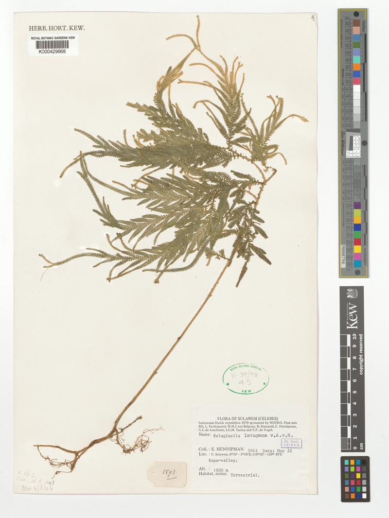 Selaginella latupana photo 3