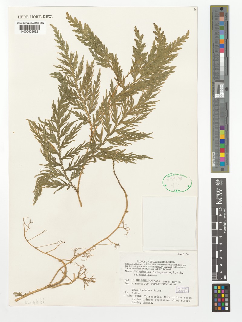 Selaginella latupana photo 4