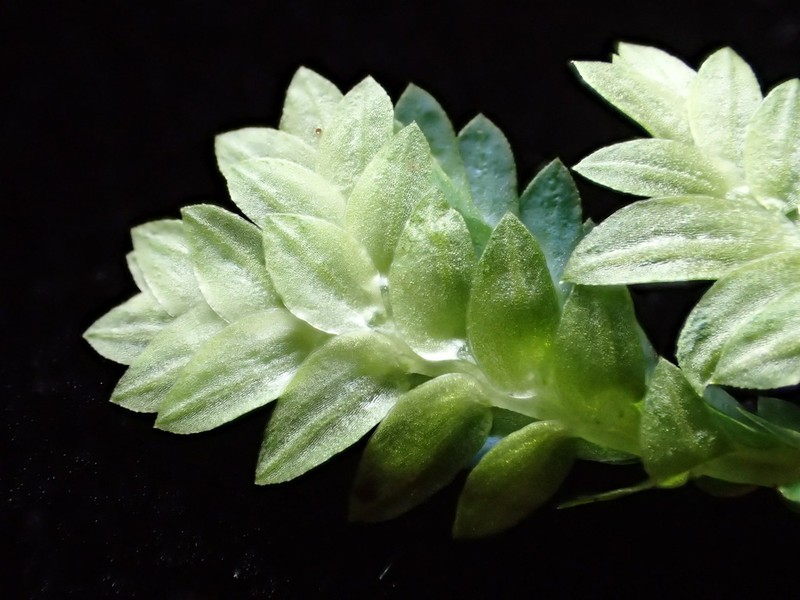 Selaginella laxa photo 2