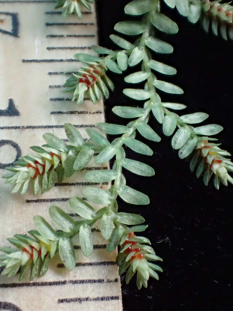 Selaginella laxa photo 3