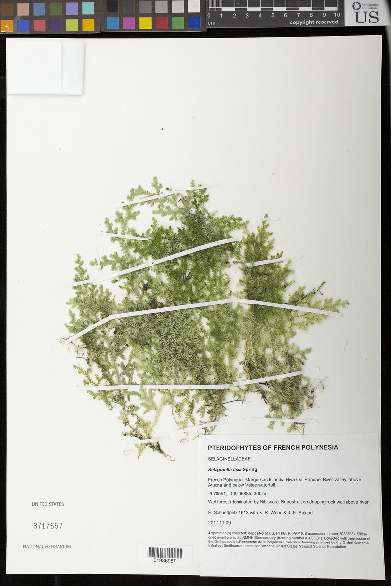 Selaginella laxa photo 4