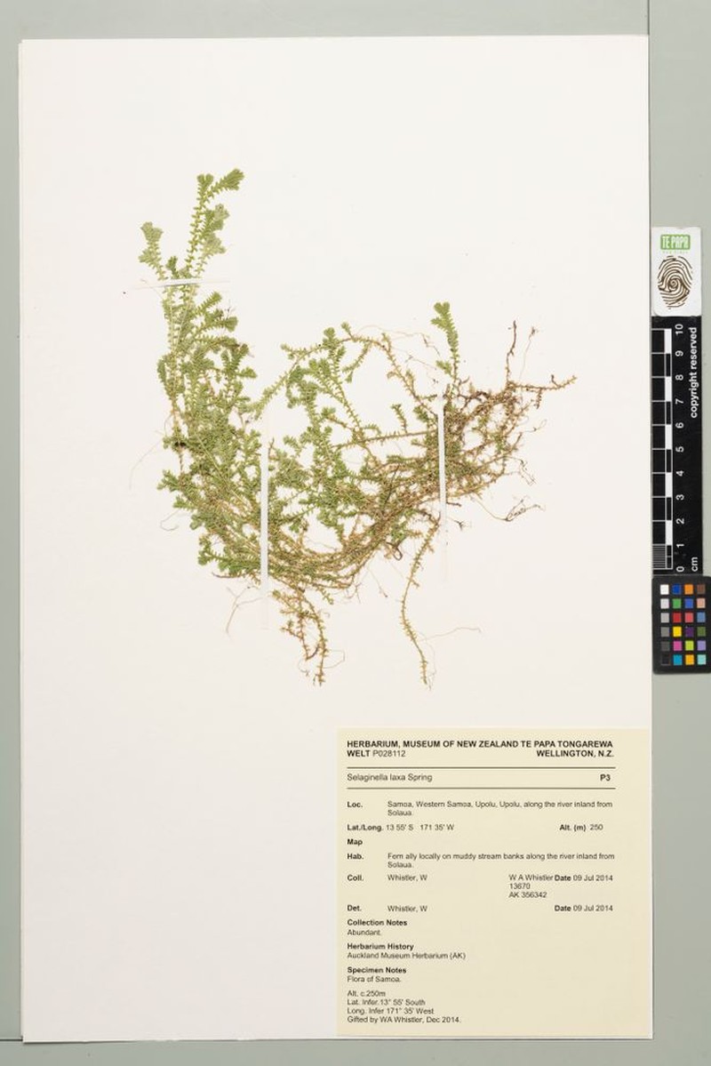 Selaginella laxa photo 5