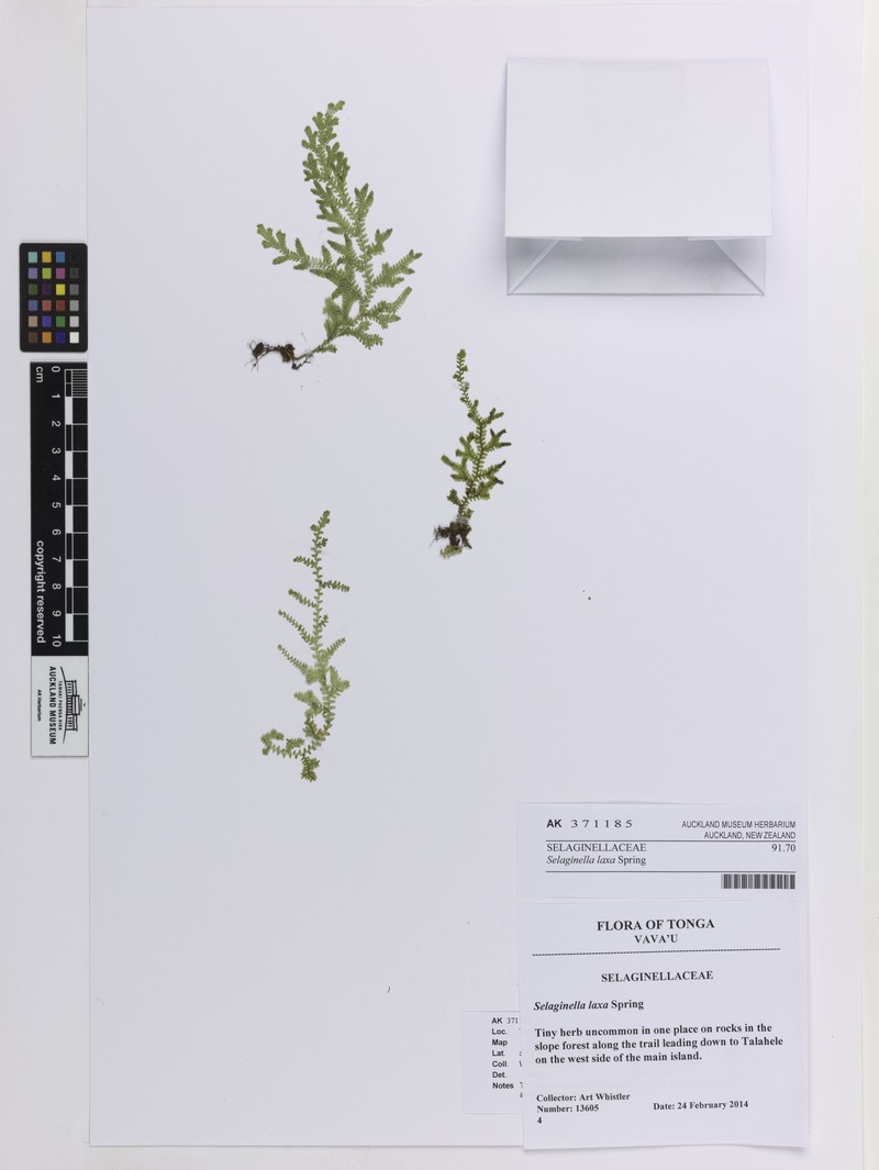 Selaginella laxa