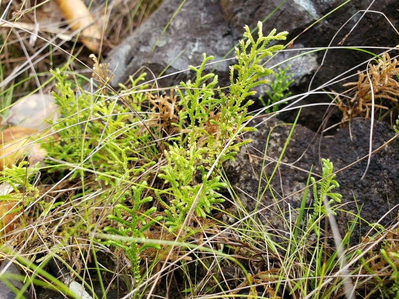 Limpleaf Spikemoss