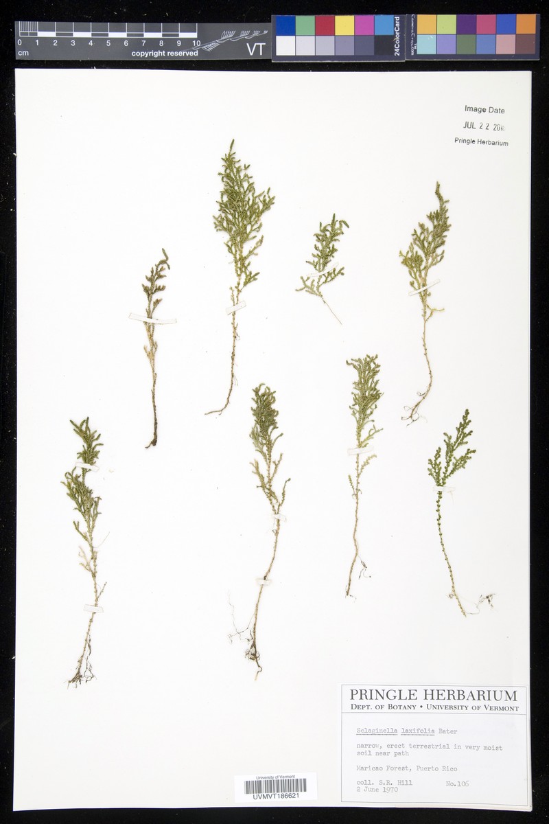 Limpleaf Spikemoss photo 3