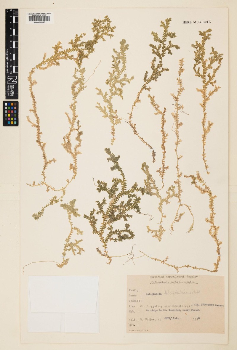 Selaginella lebongtandaiana