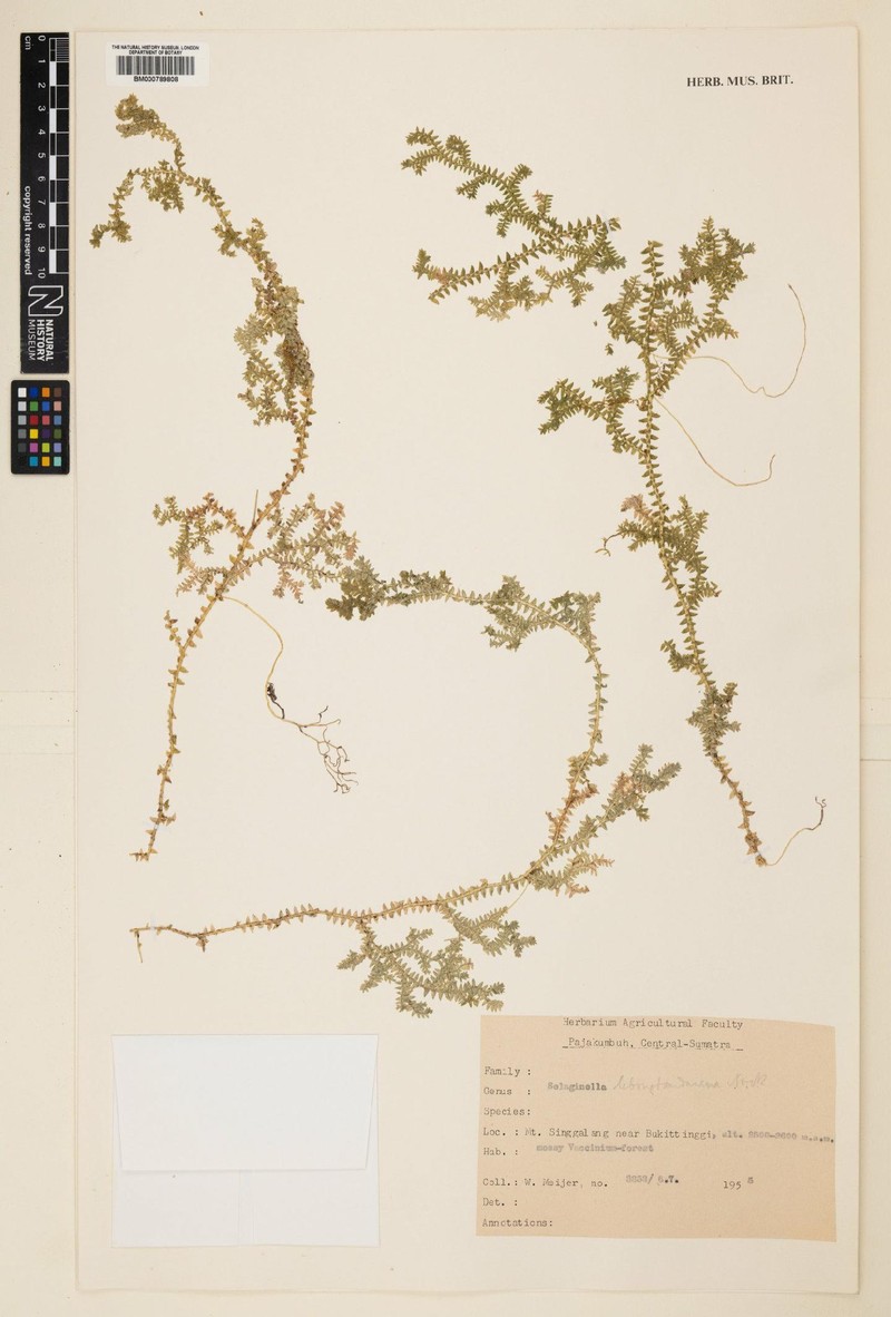 Selaginella lebongtandaiana photo 2