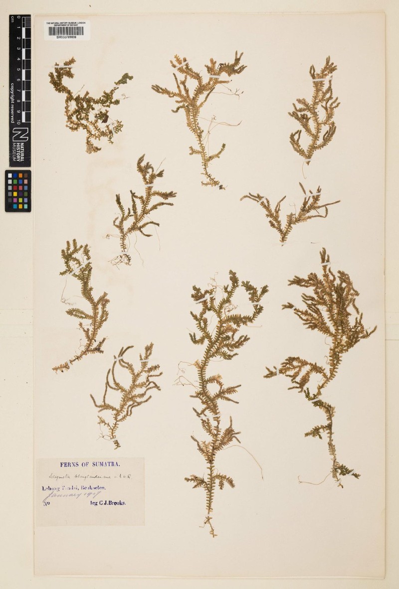 Selaginella lebongtandaiana photo 3