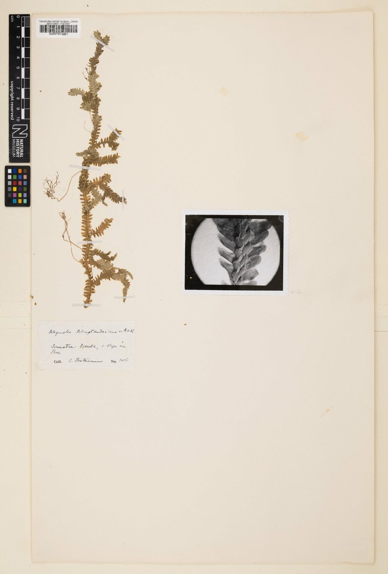 Selaginella lebongtandaiana photo 4