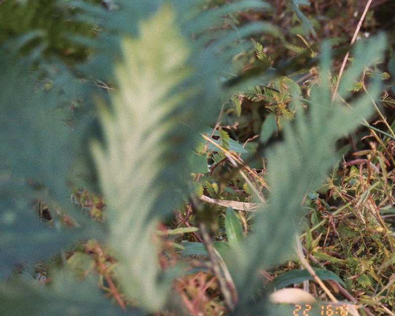 Selaginella lechleri