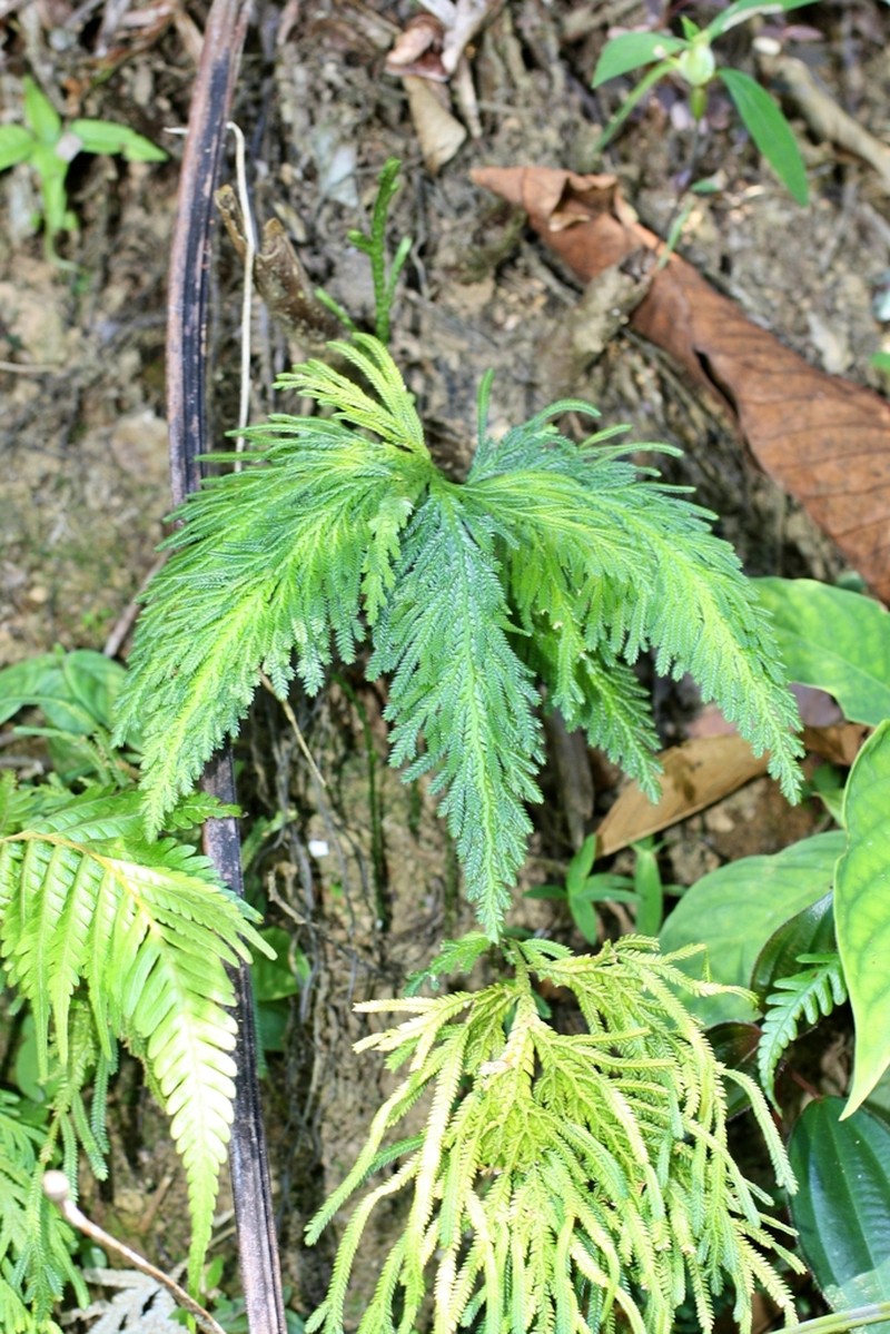 Selaginella lechleri photo 2