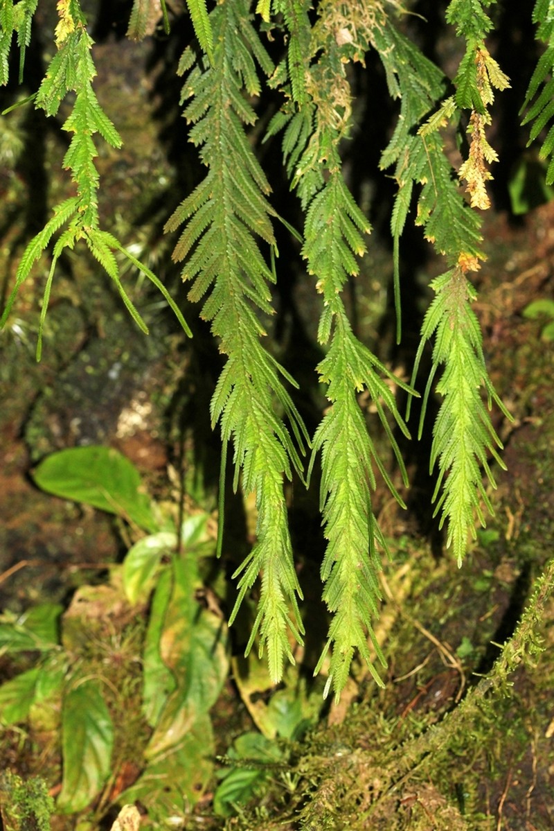 Selaginella lechleri photo 3