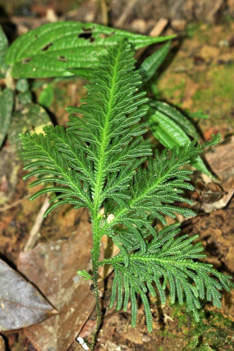 Selaginella lechleri photo 4