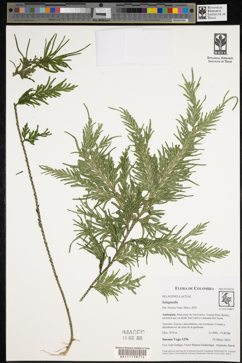 Selaginella lechleri photo 5