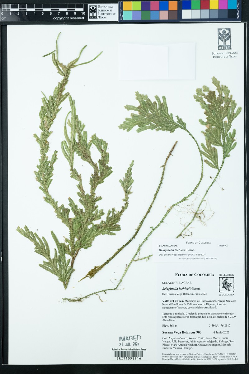 Selaginella lechleri photo 6