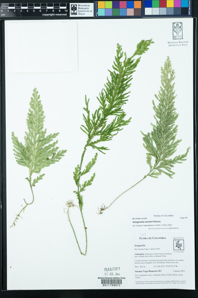 Selaginella lechleri photo 7