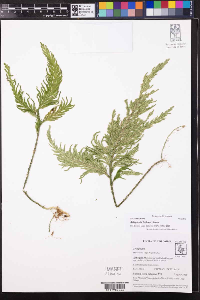 Selaginella lechleri photo 8