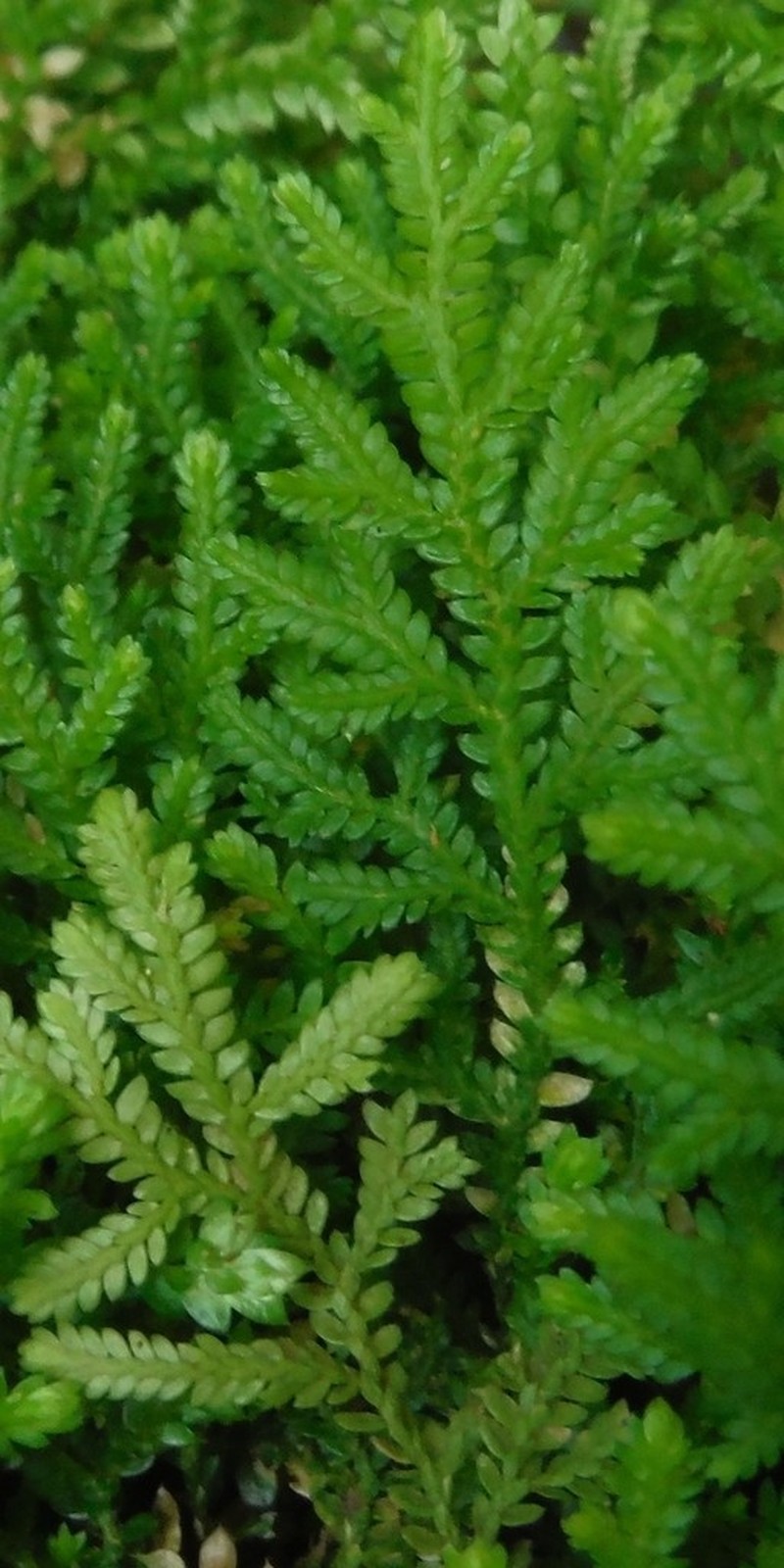 Selaginella leonardii photo 2