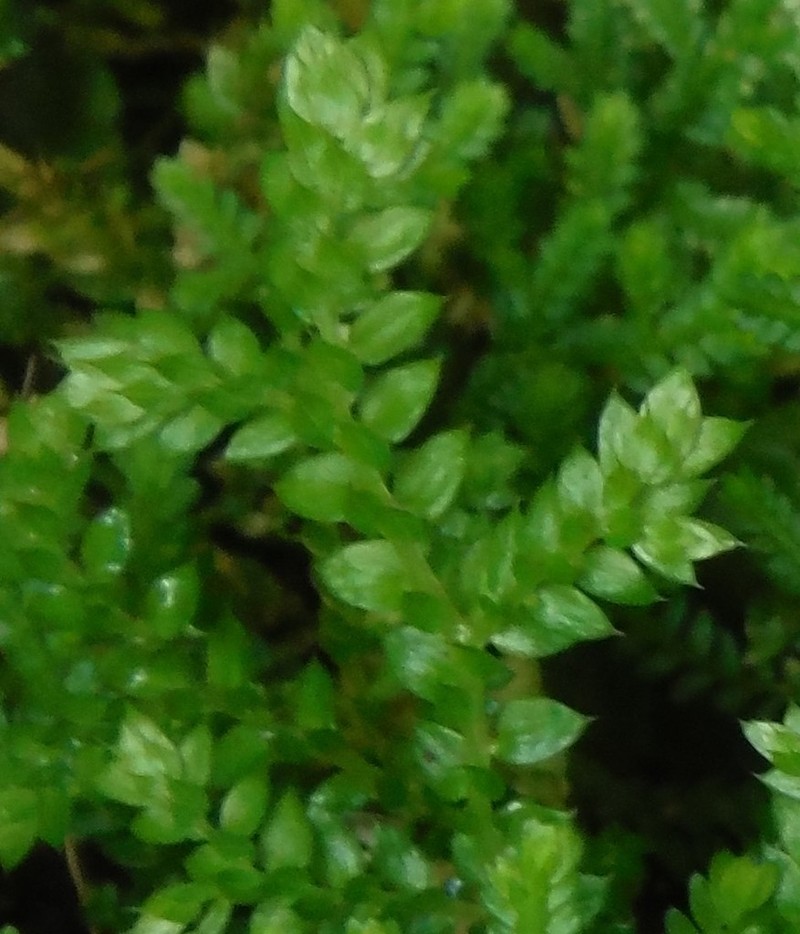 Selaginella leonardii photo 3