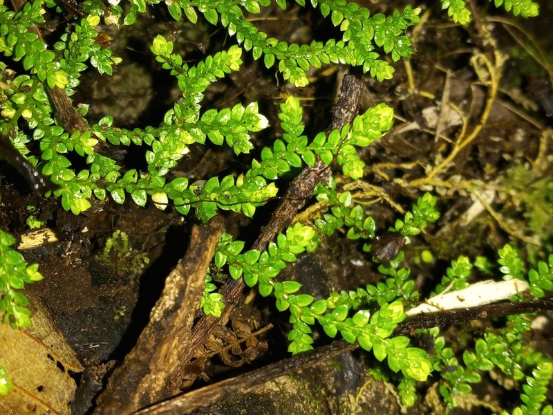 Selaginella leonardii photo 4