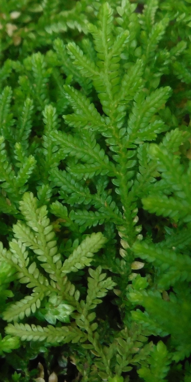 Selaginella leonardii photo 5